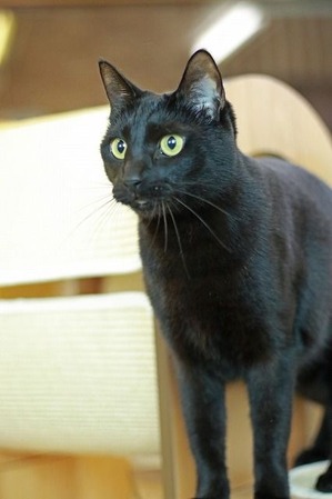 nekomanma_3390_edited-1