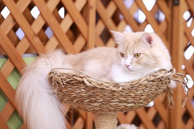 2023 11 02_nekomanma_1858