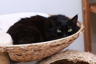 2026 01 04_nekomanma_4093