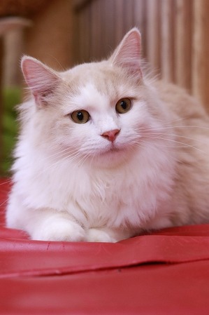 2025 02 16_nekomanma_9744