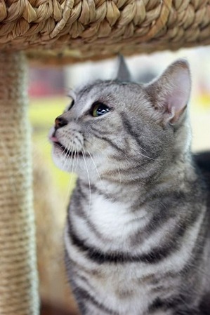 nekomanma_4076_edited-1