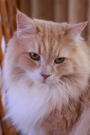2023 11 05_nekomanma_1715