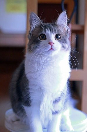 nekomanma_4681_edited-1