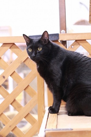 2025 01 02_nekomanma_9092