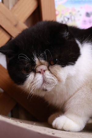 2026 01 03_nekomanma_3996