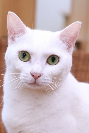 2025 07 06_nekomanma_1907