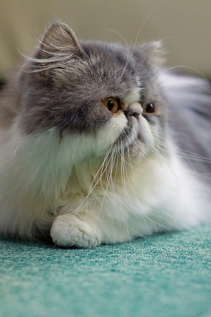 nekomanma_8225_edited-1