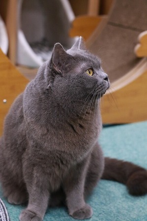 2025 05 11_nekomanma_0969
