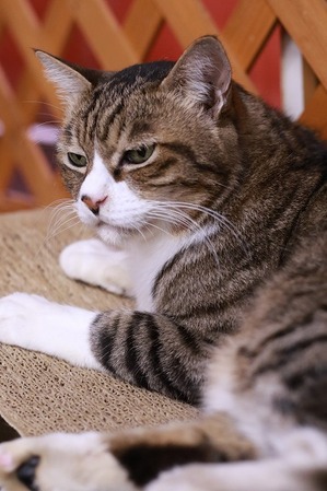 2022 08 21_nekomanma_2963