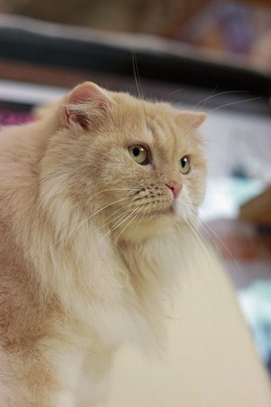 nekomanma_1825_edited-1