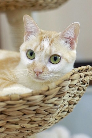 nekomanma_4552_edited-1