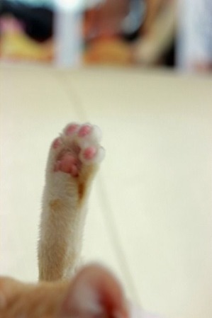 nekomanma_3748_edited-1