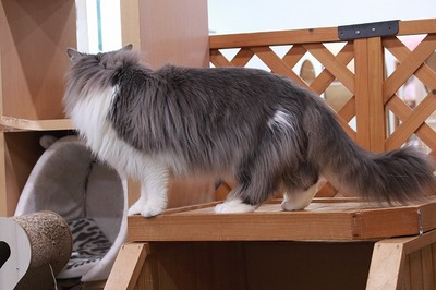 2024 05 12_nekomanma_5160