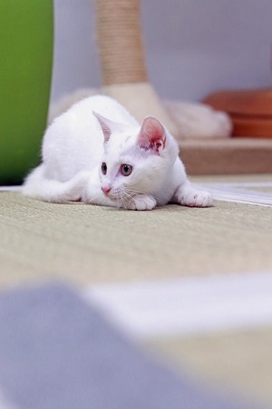 nekomanma_2554_edited-1