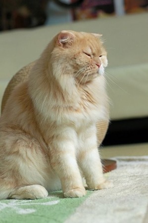 nekomanma_1110_edited-1