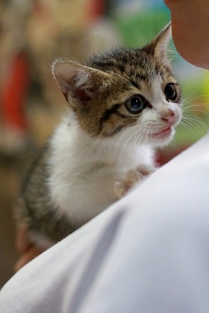nekomanma_2294_edited-1