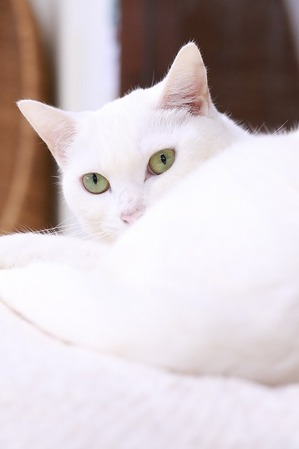 2026 02 15_nekomanma_4277-1