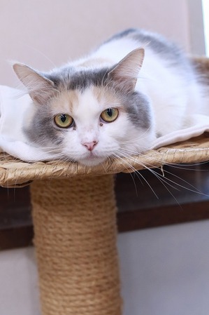 2026 01 03_nekomanma_4045