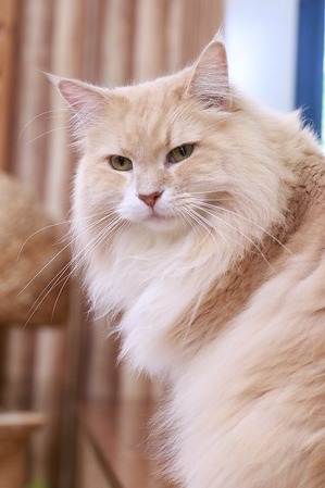 2024 12 24_nekomanma_8872