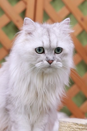 2025 08 24_nekomanma_2338