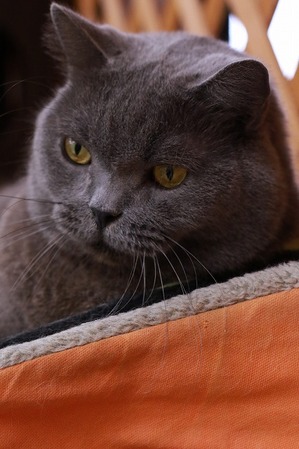 2024 12 24_nekomanma_8956