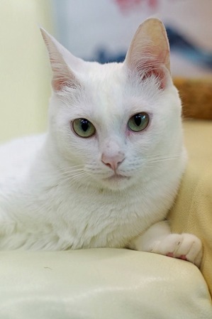 nekomanma_2857_edited-1