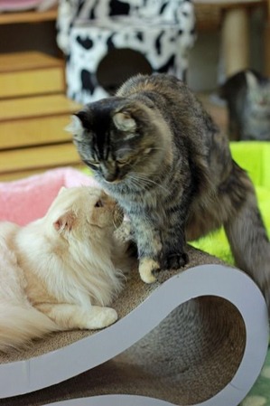 nekomanma_2911_edited-1