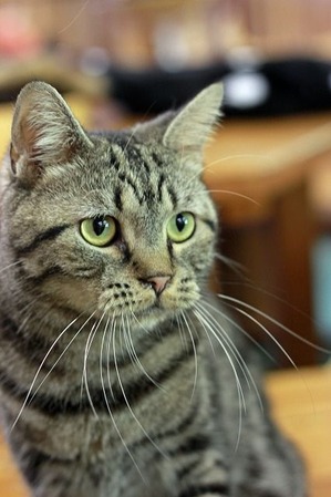 nekomanma_8301_edited-1