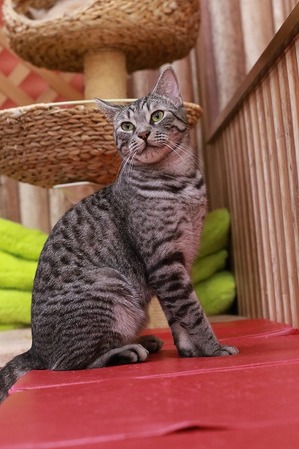 2026 01 02_nekomanma_3958