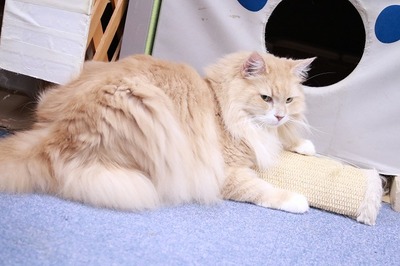 2024 09 22_nekomanma_7375