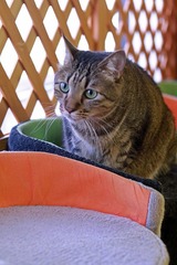 nekomanma_2128_edited-1