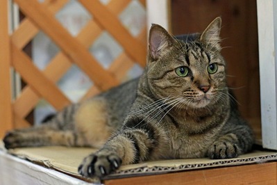 nekomanma_9211_edited-1