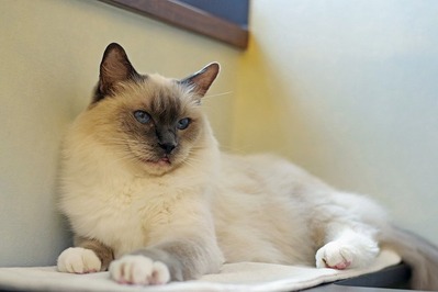 nekomanma_8581_edited-1