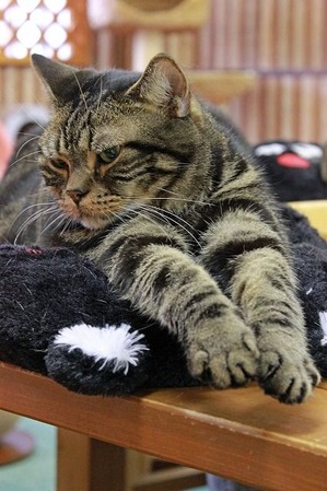 nekomanma_6271_edited-1