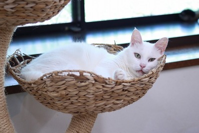 2023 11 02_nekomanma_1873