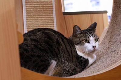2025 03 30_nekomanma_0520