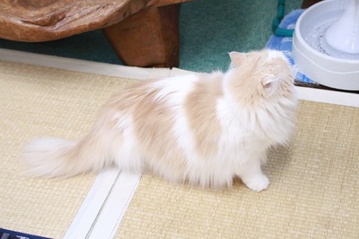 2024 05 05_nekomanma_5051