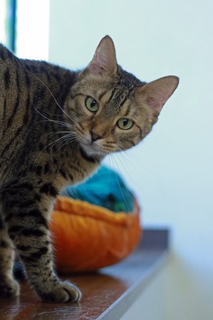 nekomanma_4059_edited-1