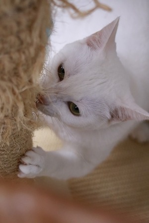 2023 11 05_nekomanma_1756