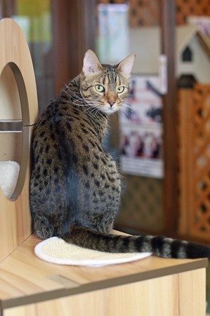 nekomanma_4617_edited-1