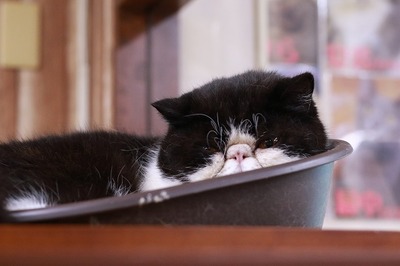 2025 08 17_nekomanma_2217