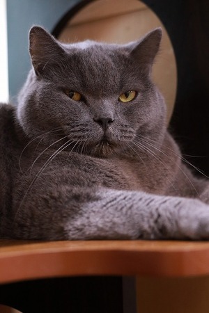 2023 07 09_nekomanma_8980