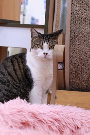 2026 03 29_nekomanma_4635