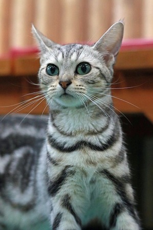 nekomanma_6721_edited-1