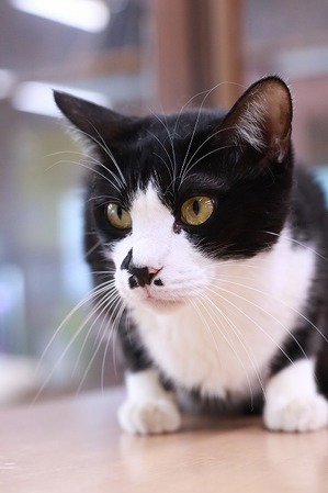 2025 03 23_nekomanma_0292