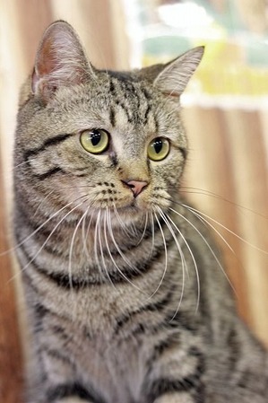 nekomanma_5306_edited-1