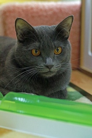 nekomanma_6457_edited-1