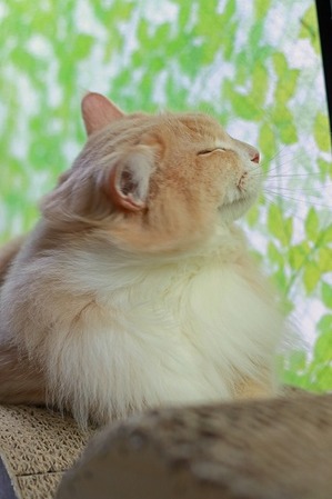 nekomanma_1564_edited-1