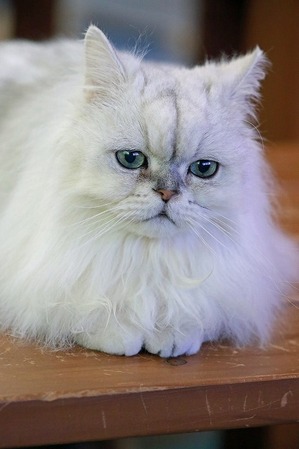 nekomanma_5959_edited-1