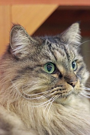 nekomanma_1634_edited-1